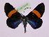  (Milionia pumilio - BC ZFMK Lep 00799_GWORF)  @13 [ ] Copyright (2010) Axel Hausmann/Bavarian State Collection of Zoology (ZSM) SNSB, Zoologische Staatssammlung Muenchen