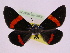 ( - BC ZFMK Lep 00800_GWORF)  @12 [ ] Copyright (2010) Axel Hausmann/Bavarian State Collection of Zoology (ZSM) SNSB, Zoologische Staatssammlung Muenchen