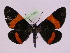  (Milionia masuii - BC ZFMK Lep 00801_GWORF)  @13 [ ] Copyright (2010) Axel Hausmann/Bavarian State Collection of Zoology (ZSM) SNSB, Zoologische Staatssammlung Muenchen