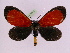  (Milionia ovata - BC ZFMK Lep 00808_GWORF)  @13 [ ] Copyright (2010) Axel Hausmann/Bavarian State Collection of Zoology (ZSM) SNSB, Zoologische Staatssammlung Muenchen