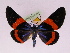  (Milionia laevigata - BC ZFMK Lep 00814_GWORF)  @15 [ ] Copyright (2010) Axel Hausmann/Bavarian State Collection of Zoology (ZSM) SNSB, Zoologische Staatssammlung Muenchen