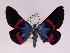  (Milionia coalescens - BC ZFMK Lep 00815)  @14 [ ] Copyright (2010) Axel Hausmann/Bavarian State Collection of Zoology (ZSM) SNSB, Zoologische Staatssammlung Muenchen