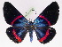  ( - BC ZFMK Lep 00816)  @13 [ ] Copyright (2010) Axel Hausmann/Bavarian State Collection of Zoology (ZSM) SNSB, Zoologische Staatssammlung Muenchen