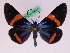  (Milionia decrescens - BC ZFMK Lep 00817)  @14 [ ] Copyright (2010) Axel Hausmann/Bavarian State Collection of Zoology (ZSM) SNSB, Zoologische Staatssammlung Muenchen