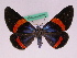  ( - BC ZFMK Lep 00818)  @11 [ ] Copyright (2010) Axel Hausmann/Bavarian State Collection of Zoology (ZSM) SNSB, Zoologische Staatssammlung Muenchen