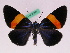  (Milionia sommereri - BC ZFMK Lep 00823)  @14 [ ] Copyright (2010) Axel Hausmann/Bavarian State Collection of Zoology (ZSM) SNSB, Zoologische Staatssammlung Muenchen