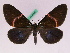  (Milionia philippinensis - BC ZFMK Lep 00825)  @14 [ ] Copyright (2010) Axel Hausmann/Bavarian State Collection of Zoology (ZSM) SNSB, Zoologische Staatssammlung Muenchen