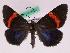  (Milionia zwickorum - BC ZFMK Lep 00832)  @14 [ ] Copyright (2010) Axel Hausmann/Bavarian State Collection of Zoology (ZSM) SNSB, Zoologische Staatssammlung Muenchen