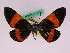  ( - BC ZFMK Lep 00833)  @12 [ ] Copyright (2010) Axel Hausmann/Bavarian State Collection of Zoology (ZSM) SNSB, Zoologische Staatssammlung Muenchen