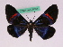  (Milionia cyanofascia - BC ZFMK Lep 00834)  @13 [ ] Copyright (2010) Axel Hausmann/Bavarian State Collection of Zoology (ZSM) SNSB, Zoologische Staatssammlung Muenchen