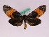  (Milionia leucomelas scotomelas - BC ZFMK Lep 00835)  @11 [ ] Copyright (2010) Axel Hausmann/Bavarian State Collection of Zoology (ZSM) SNSB, Zoologische Staatssammlung Muenchen