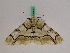  ( - BC ZFMK Lep 00898)  @12 [ ] Copyright (2010) Bavarian State Collection of Zoology (ZSM) SNSB, Zoologische Staatssammlung Muenchen