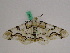  ( - BC ZFMK Lep 00899)  @12 [ ] Copyright (2010) Bavarian State Collection of Zoology (ZSM) SNSB, Zoologische Staatssammlung Muenchen