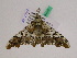  ( - BC ZFMK Lep 00919)  @13 [ ] Copyright (2010) Bavarian State Collection of Zoology (ZSM) SNSB, Zoologische Staatssammlung Muenchen