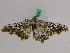  ( - BC ZFMK Lep 00921)  @13 [ ] Copyright (2010) Bavarian State Collection of Zoology (ZSM) SNSB, Zoologische Staatssammlung Muenchen