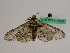 ( - BC ZFMK Lep 00963)  @11 [ ] Copyright (2010) Bavarian State Collection of Zoology (ZSM) SNSB, Zoologische Staatssammlung Muenchen