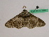  ( - BC ZFMK Lep 00964)  @11 [ ] Copyright (2010) Bavarian State Collection of Zoology (ZSM) SNSB, Zoologische Staatssammlung Muenchen