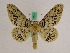  (Biston pustulata - BC ZFMK Lep 01009)  @14 [ ] Copyright (2010) Bavarian State Collection of Zoology (ZSM) SNSB, Zoologische Staatssammlung Muenchen