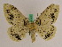  ( - BC ZFMK Lep 01010)  @14 [ ] Copyright (2010) Bavarian State Collection of Zoology (ZSM) SNSB, Zoologische Staatssammlung Muenchen