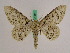  ( - BC ZFMK Lep 01011)  @14 [ ] Copyright (2010) Bavarian State Collection of Zoology (ZSM) SNSB, Zoologische Staatssammlung Muenchen