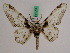  ( - BC ZFMK Lep 01013)  @13 [ ] Copyright (2010) Bavarian State Collection of Zoology (ZSM) SNSB, Zoologische Staatssammlung Muenchen