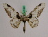  ( - BC ZFMK Lep 01014)  @13 [ ] Copyright (2010) Bavarian State Collection of Zoology (ZSM) SNSB, Zoologische Staatssammlung Muenchen