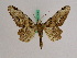  ( - BC ZFMK Lep 01024)  @11 [ ] Copyright (2010) Bavarian State Collection of Zoology (ZSM) SNSB, Zoologische Staatssammlung Muenchen