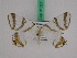  ( - BC ZFMK Lep 01027)  @12 [ ] Copyright (2010) Bavarian State Collection of Zoology (ZSM) SNSB, Zoologische Staatssammlung Muenchen