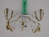  (Tristrophis cupido - BC ZFMK Lep 01028)  @13 [ ] Copyright (2010) Bavarian State Collection of Zoology (ZSM) SNSB, Zoologische Staatssammlung Muenchen