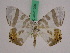  (Tristrophis rectifascia - BC ZFMK Lep 01029)  @14 [ ] Copyright (2010) Bavarian State Collection of Zoology (ZSM) SNSB, Zoologische Staatssammlung Muenchen