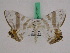  ( - BC ZFMK Lep 01031)  @12 [ ] Copyright (2010) Bavarian State Collection of Zoology (ZSM) SNSB, Zoologische Staatssammlung Muenchen