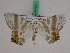  ( - BC ZFMK Lep 01032)  @13 [ ] Copyright (2010) Bavarian State Collection of Zoology (ZSM) SNSB, Zoologische Staatssammlung Muenchen