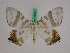  ( - BC ZFMK Lep 01033)  @13 [ ] Copyright (2010) Bavarian State Collection of Zoology (ZSM) SNSB, Zoologische Staatssammlung Muenchen