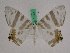  ( - BC ZFMK Lep 01034)  @13 [ ] Copyright (2010) Bavarian State Collection of Zoology (ZSM) SNSB, Zoologische Staatssammlung Muenchen