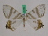  (Tristrophis opisthommata - BC ZFMK Lep 01035)  @14 [ ] Copyright (2010) Bavarian State Collection of Zoology (ZSM) SNSB, Zoologische Staatssammlung Muenchen