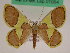  ( - BC ZFMK Lep 01054)  @11 [ ] Copyright (2012) Dieter Stuening Zoological Research Museum Alexander Koenig