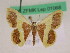  ( - BC ZFMK Lep 01068)  @11 [ ] Copyright (2012) Dieter Stuening Zoological Research Museum Alexander Koenig