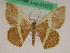  ( - BC ZFMK Lep 01073)  @11 [ ] Copyright (2012) Dieter Stuening Zoological Research Museum Alexander Koenig