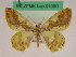  (Plutodes connexa - BC ZFMK Lep 01080)  @11 [ ] Copyright (2012) Dieter Stuening Zoological Research Museum Alexander Koenig