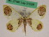  ( - BC ZFMK Lep 01088)  @13 [ ] Copyright (2012) Dieter Stuening Zoological Research Museum Alexander Koenig