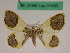  (Plutodes sp. 10 - BC ZFMK Lep 01096)  @11 [ ] Copyright (2012) Dieter Stuening Zoological Research Museum Alexander Koenig