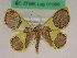  (Plutodes sp. 7 - BC ZFMK Lep 01099)  @11 [ ] Copyright (2012) Dieter Stuening Zoological Research Museum Alexander Koenig