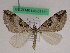  (Aplocera poneformata - BC ZFMK Lep 01111)  @13 [ ] Copyright (2012) Dieter Stuening Zoological Research Museum Alexander Koenig
