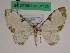  ( - BC ZFMK Lep 01125)  @11 [ ] Copyright (2012) Dieter Stuening Zoological Research Museum Alexander Koenig