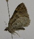  ( - BC ZSM Lep 02867)  @12 [ ] CreativeCommons - Attribution Non-Commercial Share-Alike (2010) Unspecified SNSB, Zoologische Staatssammlung Muenchen