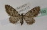 ( - BC ZSM Lep 03633)  @13 [ ] CreativeCommons - Attribution Non-Commercial Share-Alike (2010) Unspecified SNSB, Zoologische Staatssammlung Muenchen
