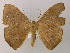  ( - BC ZSM Lep 04513)  @11 [ ] CreativeCommons - Attribution Non-Commercial Share-Alike (2010) Unspecified SNSB, Zoologische Staatssammlung Muenchen