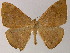  ( - BC ZSM Lep 04514)  @14 [ ] CreativeCommons - Attribution Non-Commercial Share-Alike (2010) Unspecified SNSB, Zoologische Staatssammlung Muenchen