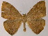  ( - BC ZSM Lep 04515)  @13 [ ] CreativeCommons - Attribution Non-Commercial Share-Alike (2010) Unspecified SNSB, Zoologische Staatssammlung Muenchen