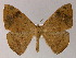  ( - BC ZSM Lep 04516)  @14 [ ] CreativeCommons - Attribution Non-Commercial Share-Alike (2010) Unspecified SNSB, Zoologische Staatssammlung Muenchen